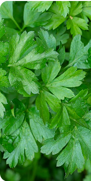 Parsley